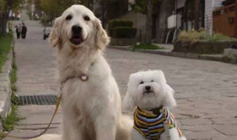 狗狗配对视频,配对视频中的温馨瞬间